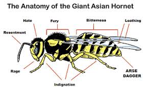 asian_hornet.jpg